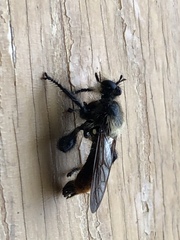 Laphria janus
