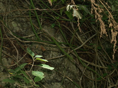 Selenicereus spinulosus