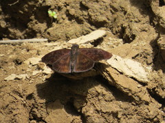 Anastrus sempiternus sempiternus