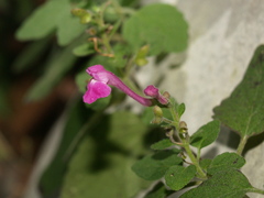 Scutellaria seleriana