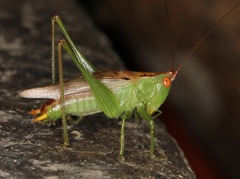 Orchelimum silvaticum