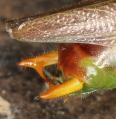 Orchelimum silvaticum