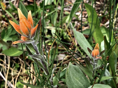 Castilleja gracillima