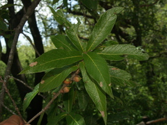 Quercus rysophylla