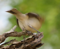 Dryoscopus cubla hamatus