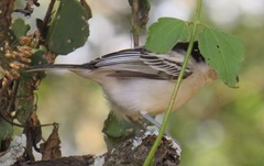 Dryoscopus cubla hamatus