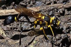 Sceliphron fistularium