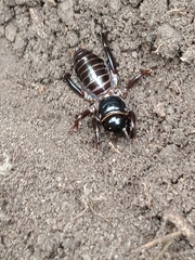 Stenopelmatus minor