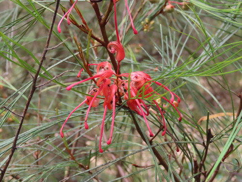 Johnson’s grevillea (Grevillea johnsonii)