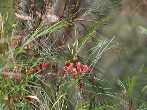 Grevillea johnsonii, photograph 5