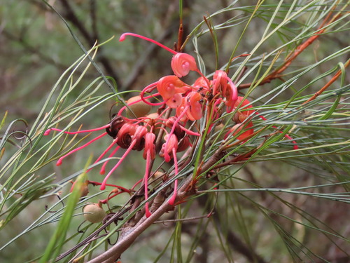 Grevillea johnsonii, photograph 3
