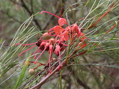 Grevillea johnsonii, photograph (c) ian_mcallan, some rights reserved (CC BY)