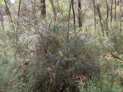 Image of Grevillea johnsonii by (c) ian_mcallan, some rights reserved (CC BY)