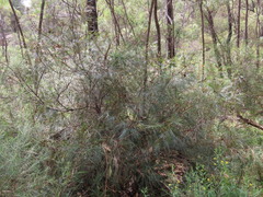 Grevillea johnsonii, photograph (c) ian_mcallan, some rights reserved (CC BY)