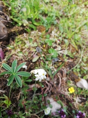 Androsace chamaejasme