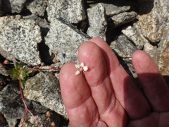 Micranthes bryophora
