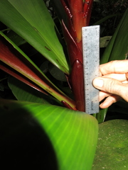 Costus vinosus