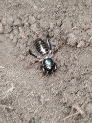 Stenopelmatus minor