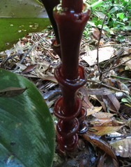 Costus vinosus