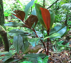 Costus vinosus