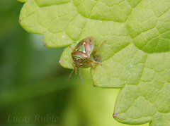 Hellica nitida