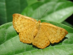 Emesis vulpina