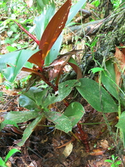 Costus vinosus
