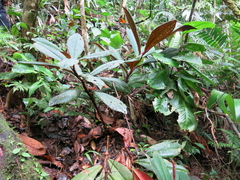Costus vinosus