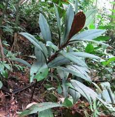Costus vinosus