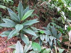 Costus vinosus