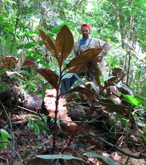 Costus vinosus