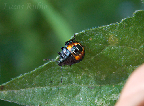 Podisus nigrispinus