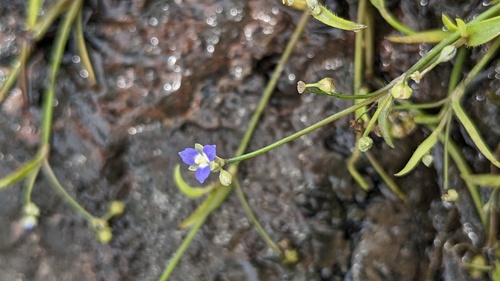 Callisia filiformis (Callisia filiformis)