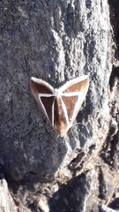 Chalciope delta