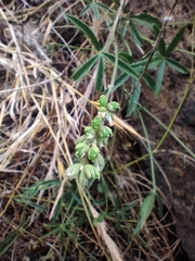 Cullen tenax, photograph plantlookymagee, CC BY, iNaturalist via GBIF