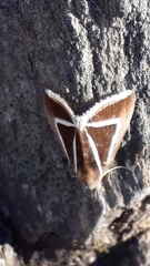 Chalciope delta