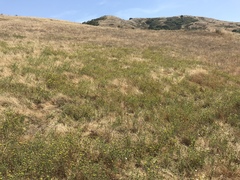 Holocarpha macradenia