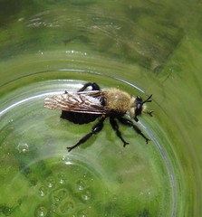 Laphria virginica