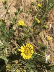 Holocarpha macradenia