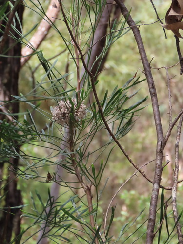 Isopogon dawsonii, photograph 6