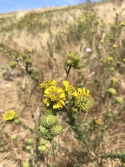 Holocarpha macradenia