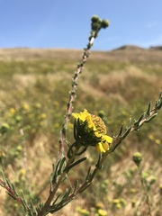Holocarpha macradenia