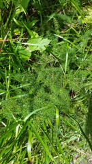 Meum athamanticum