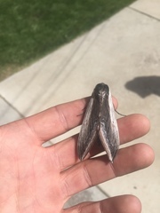 Sphinx drupiferarum