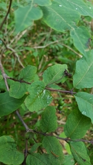 Lonicera nigra