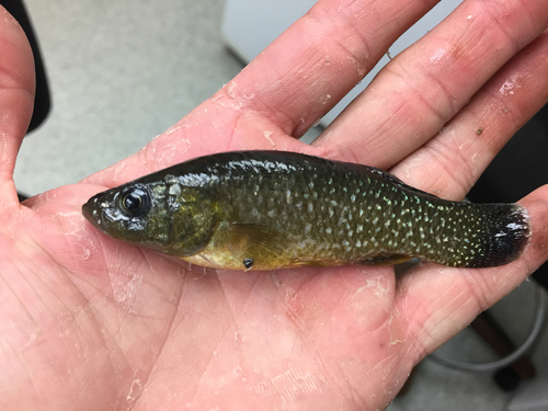 Gulf Killifish