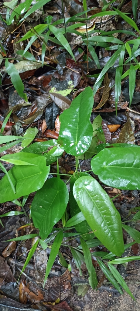 Tragia peltata