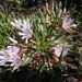 Long-petaled Lewisia - Photo (c) Cheryl Beyer, some rights reserved (CC BY-NC), uploaded by Cheryl Beyer