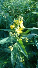 Lysimachia vulgaris