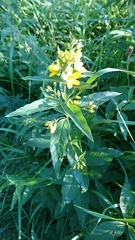 Lysimachia vulgaris